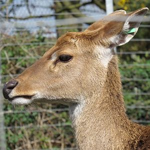 Burmese brow-antlered deer