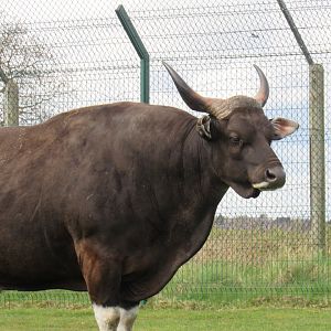 Javan banteng