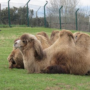 Bactrian camel