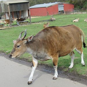 Javan banteng