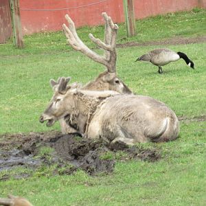 Pére-David’s deer