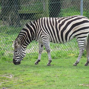 Burchell’s zebra