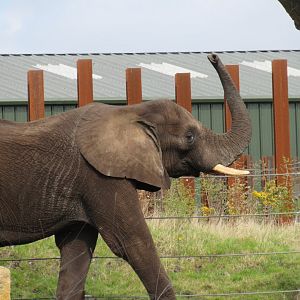 African elephant - Coco