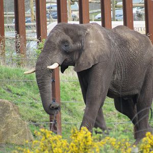 African elephant - Coco