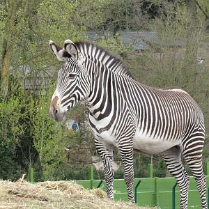 Grevy’s zebra - Akuna
