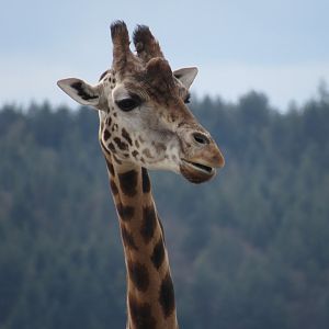 Rothschild’s giraffe