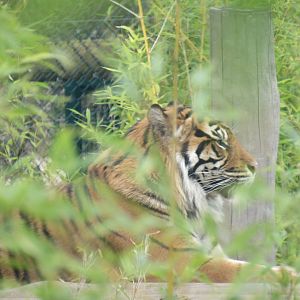 Sumatran tiger - Dourga