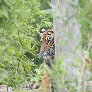 Sumatran tiger - Lestari
