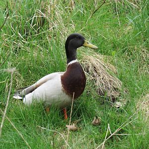 Wild mallard