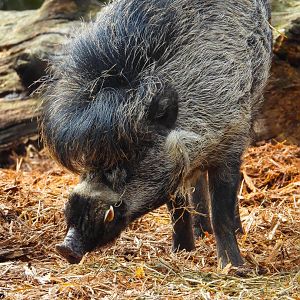 Visayan Warty Pig- 2nd April 2024