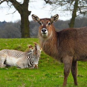Grevy's Zebra and Common Waterbuck- 2nd April 2024