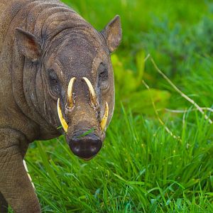 Male Sulawesi Babirusa- 2nd April 2014