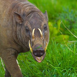 Sulawesi Babirusa- 2nd April 2024