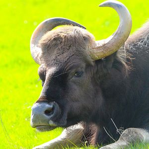 Female Indian Gaur- 2nd April 2024