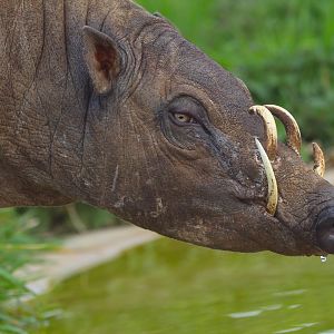Male Sulawesi Babirusa drinking- 2nd April 2024