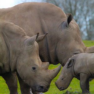 Southern White Rhino- 2nd April 2024