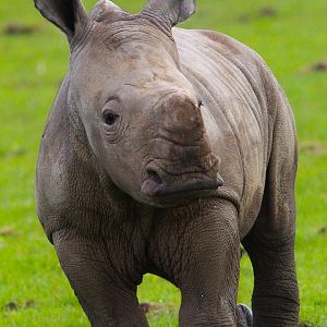 Southern White Rhino Calf- 2nd April 2024