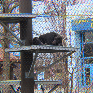 Indy zoo Chimp