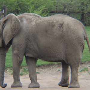 Elephant