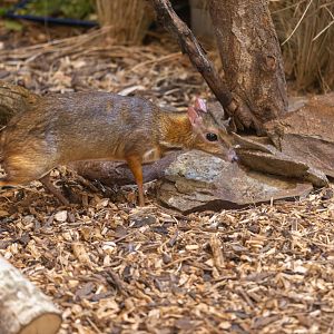 Java Mouse-deer / Newquay / 17-3-24