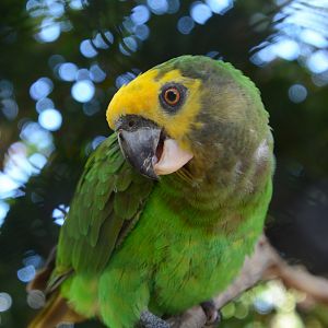 Yellow-fronted parrot (Poicephalus flavifrons)