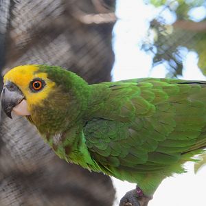 Yellow-fronted parrot (Poicephalus flavifrons)