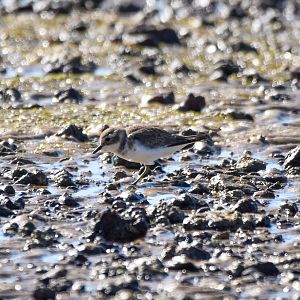 Double-banded Plover