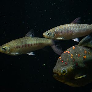 Chalceus erythrurus? - Zoo/Aquarium Berlin