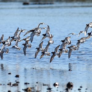 Incoming Waders