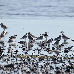 Siberian Sand-Plovers and Ruddy Turnstones