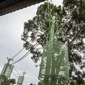 Forest Canopy Trail: Orangutan Exhibit