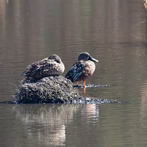 Australasian Shoveller