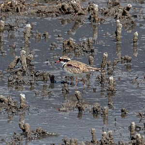 Black-fronted Dotterel