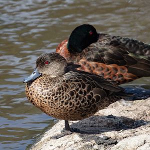 Chestnut Teal