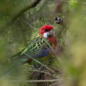 Eastern Rosella
