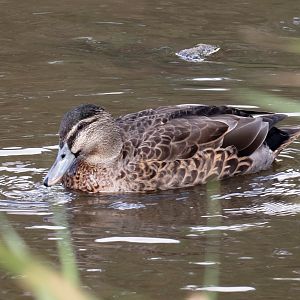 Mallard hybrid