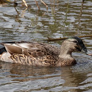Mallard hybrid