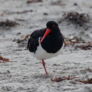 Australian Pied Oystercatcher