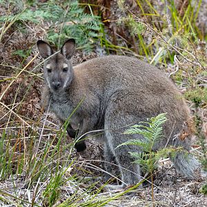 Bennett's Wallaby