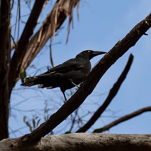 Black Currawong