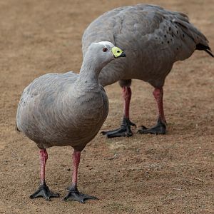 Cape Barren Geese