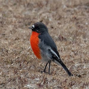 Flame Robin