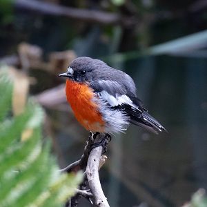 Flame Robin