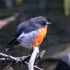 Flame Robin