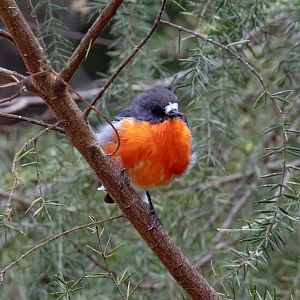 Flame Robin