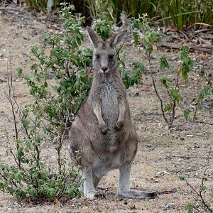 Eastern Grey Kangaroo
