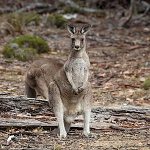 Eastern Grey Kangaroo