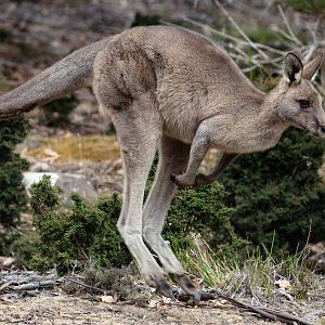 Eastern Grey Kangaroo