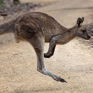 Eastern Grey Kangaroo