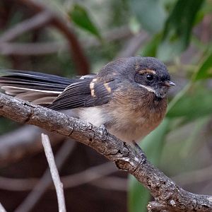 Grey Fantail juvenile